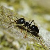 Nemátodos contra as formigas 