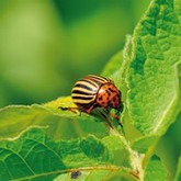 Nemátodos contra o doríforo (escaravelho da batateira)