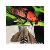 Nemátodos contra o bicudo-das-palmeiras e o escaravelho vermelho