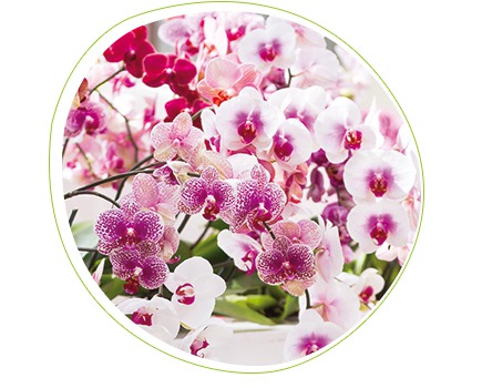 Adubo para orquídeas