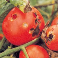 Feromona contra a mineira do tomate