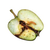 Feromona contra a lagarta (do bichado) da maçã, da pera e da noz