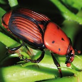 Feromona contra o escaravelho vermelho da palmeira