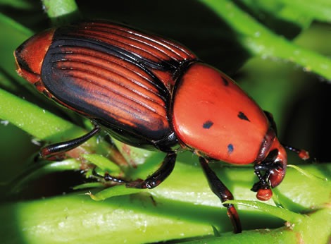 Escaravelho vermelho da palmeira