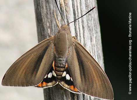 Borboleta da palmeira