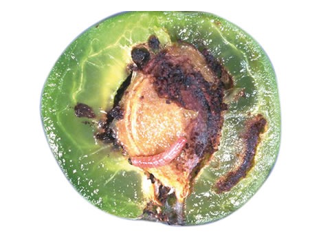 Larva (do bichado) da ameixa