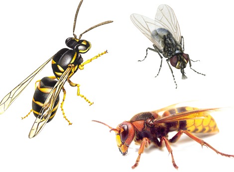 Vespe, calabroni e insetti dannosi